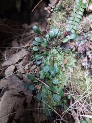 Cardamine dimidia