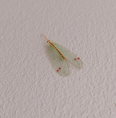 Norfolius howensis