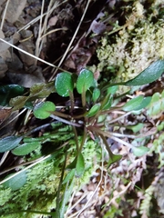 Cardamine dimidia