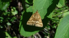 Pyrausta aerealis