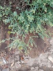 Lobostemon glaucophyllus