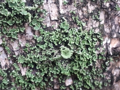 Cladonia chlorophaea