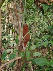 Galeopterus variegatus