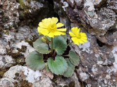 Ranunculus insignis