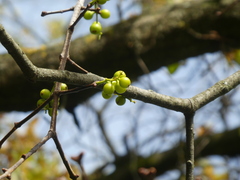 Loranthus europaeus