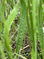 Eryngium vesiculosum