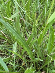 Eryngium vesiculosum