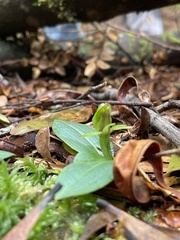 Chiloglottis cornuta