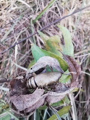 Neogurelca himachala