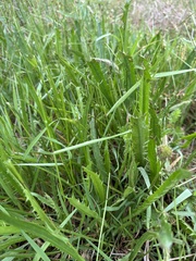 Eryngium vesiculosum