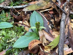 Chiloglottis cornuta