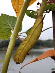 Macroglossum pyrrhosticta