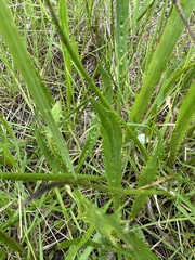 Eryngium vesiculosum