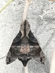 Macroglossum pyrrhosticta