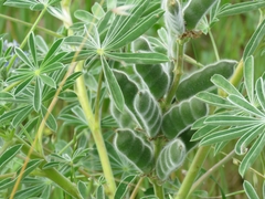 Lupinus cosentinii