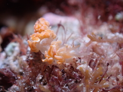 Phyllodesmium parangatum