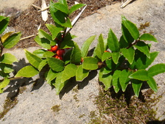 Ilex rugosa