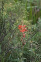 Watsonia angusta