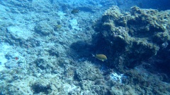Chromis limbata