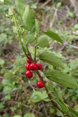 Ilex rugosa