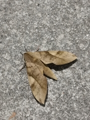 Clanis bilineata