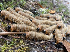 Perga affinis