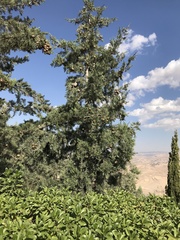 Cupressus sempervirens