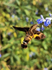 Macroglossum pyrrhosticta