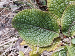 Brachyglottis lagopus