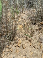 Albuca setosa