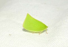 Siphanta