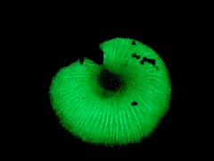Mycena chlorophos
