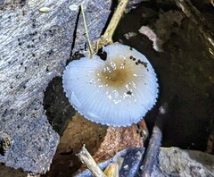 Mycena chlorophos