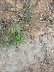 Gomphocarpus