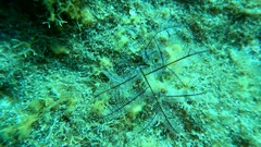 Macrorhynchia philippina