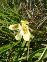 Moraea ramosissima