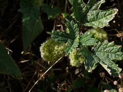 Girardinia diversifolia