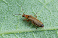 Cantharis