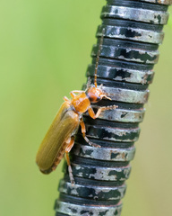 Cantharis