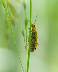 Cantharis