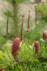 Abies sachalinensis