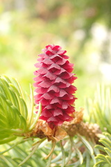 Picea jezoensis jezoensis