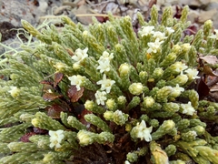 Kelleria villosa villosa