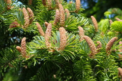 Abies sachalinensis