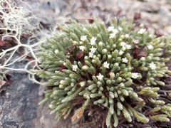 Kelleria villosa villosa
