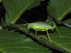 Isophya pyrenaea