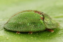 Cassida stigmatica