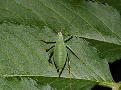 Isophya pyrenaea