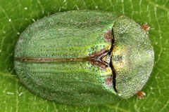 Cassida stigmatica