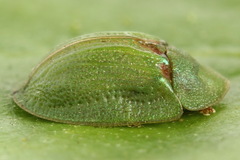 Cassida stigmatica